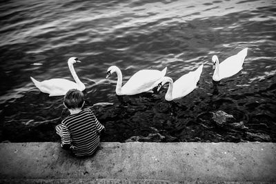 Rear view of boy sitting by swans swimming on lake