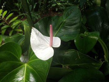 Close-up of pink flower