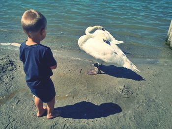 High angle view of boy on swan at shore