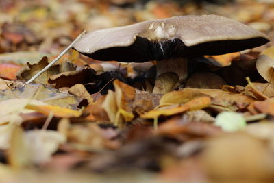 Close-up of mushrooms in autumn