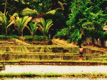 Scenic view of agricultural field