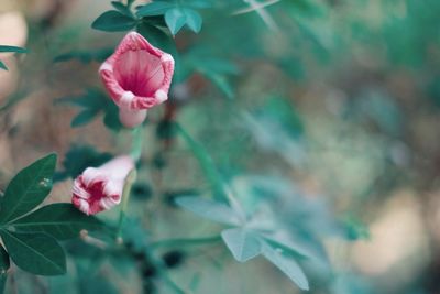 Close-up of pink flowers blooming outdoors