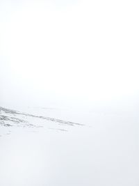 Close-up of birds over sea against white background