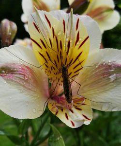 Close-up of butterfly on flower