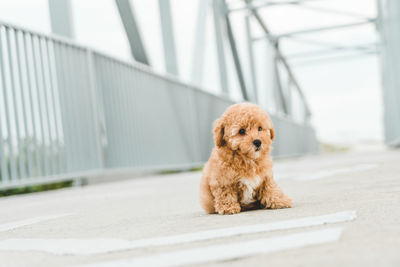 Portrait of dog on the railing