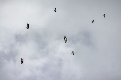 Low angle view of birds flying in sky