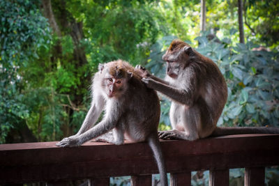 Monkey sitting on railing in forest