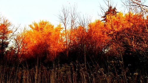 Trees growing against sky during autumn