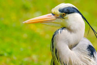 Close-up of a bird