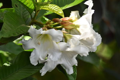 Close-up of white flowering plant