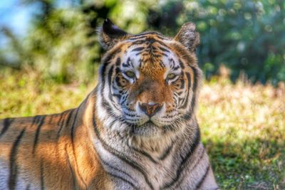 Close-up portrait of a tiger