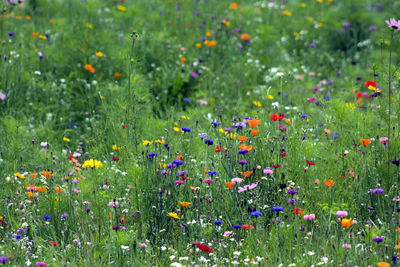 Fresh purple flowering plants on field