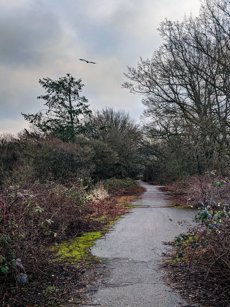 ROAD AMIDST PLANTS AND TREES AGAINST SKY