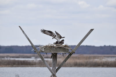 Seagulls flying over lake against sky