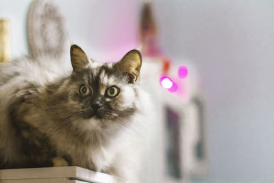 Close-up portrait of cat at home