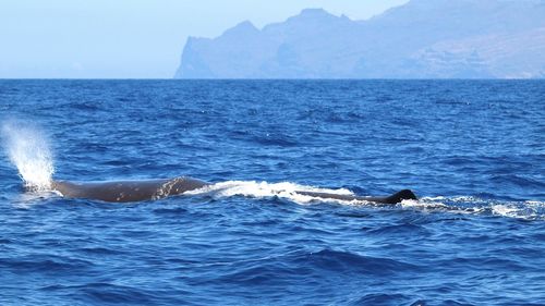 View of whale swimming in sea