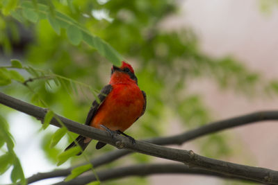 Close-up of bird perching on branch