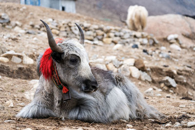 Portrait of goat relaxing on field