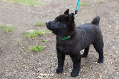 Black dog looking away outdoors