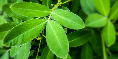 High angle view of plant leaves