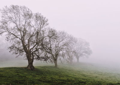 Bare tree on field against sky