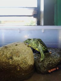 Close-up of turtle on rock