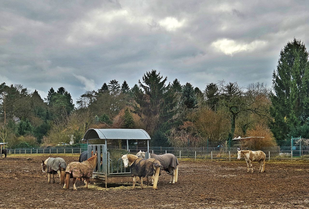 VIEW OF SHEEP GRAZING ON FIELD AGAINST SKY