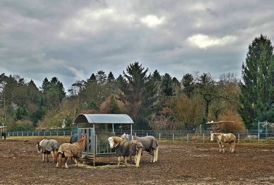 Sheep grazing on field against sky