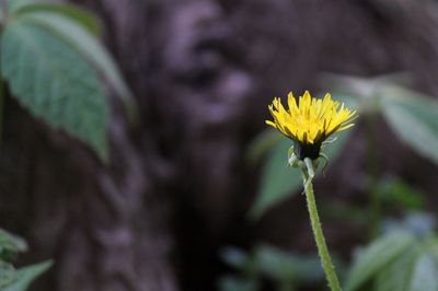 Close-up of yellow flowering plant