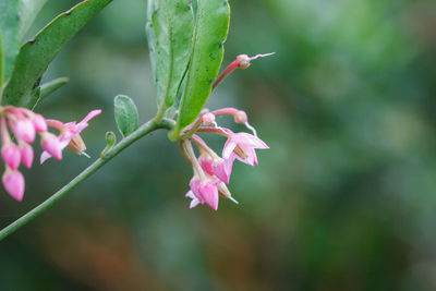 Close-up of pink flower