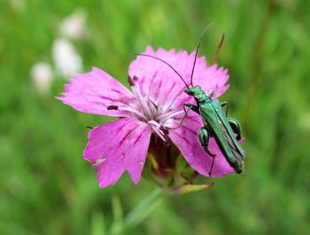 Close-up of insect on flower