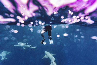 Man with nurse sharks in sea