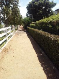 Walkway amidst trees against sky