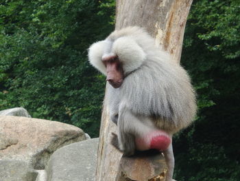 Monkey relaxing on tree
