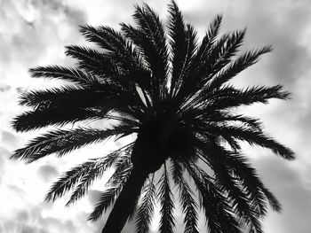 Low angle view of palm tree against sky