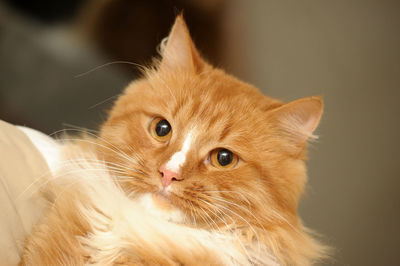 Close-up of a cat looking away