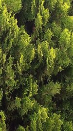 Full frame shot of fresh green plants