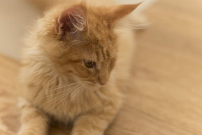 Close-up of cat sitting