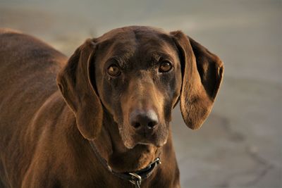 Close-up portrait of dea