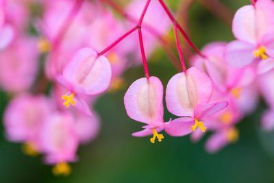 Close-up of pink flowers blooming outdoors