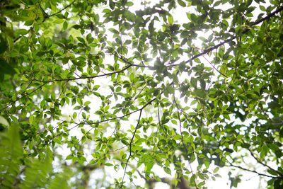 Low angle view of trees