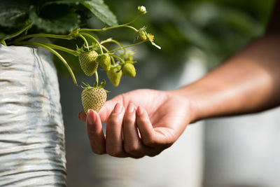 Cropped hand of woman touching unripe strawberry on plant