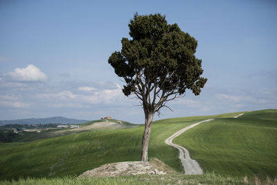 Tree on field against sky