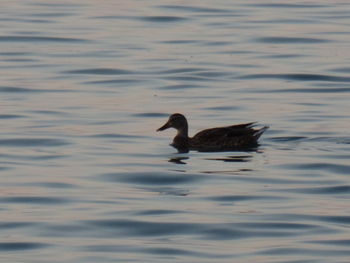 Bird flying over lake