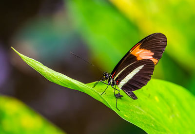 Close-up of butterfly on leaf