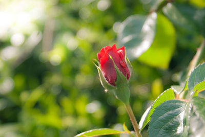 Close-up of red rose flower