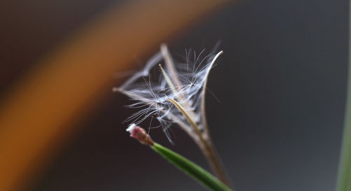 Close-up of dandelion on plant