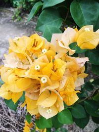 Close-up of yellow flower