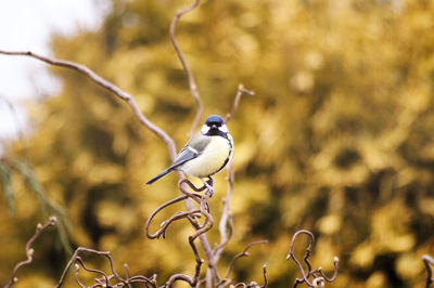 Close-up of bird perching outdoors