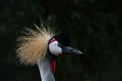 Close-up of a bird looking away